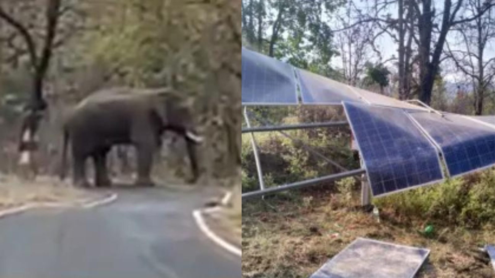 रात के अंधेरे में हाथियों का ‘सर्जिकल स्ट्राइक